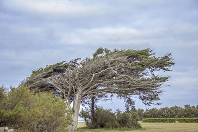 Tree on field against sky