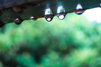 Close-up of water drops on leaf