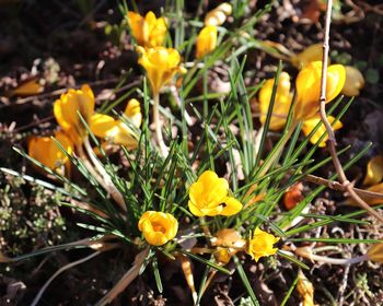 Close-up of yellow crocus flowers on field