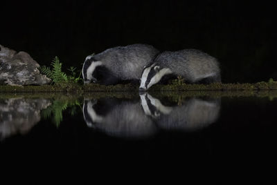 Reflection of a duck in a lake