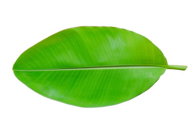 Close-up of green leaf on white background