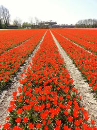 Red flowers blooming on field against sky