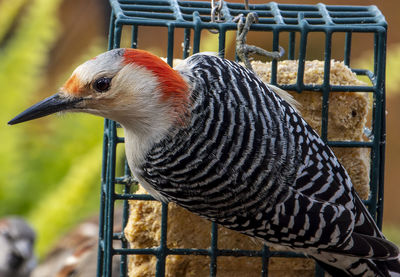 Woodpecker on the backyard suet feeder