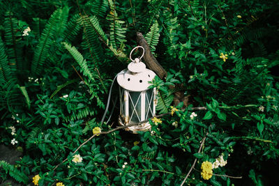 Close-up of decoration hanging on tree