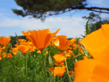 Close-up of orange flowering plants on field