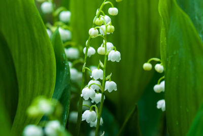 Lily of the valley in spring
