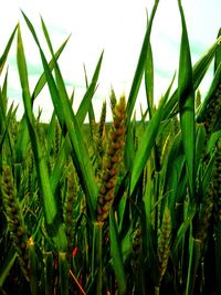 Close-up of crop growing in field