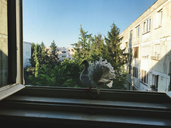 View of bird on window sill