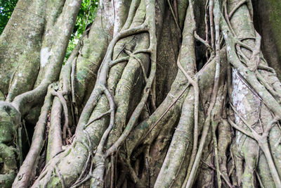 Full frame shot of tree trunk in forest