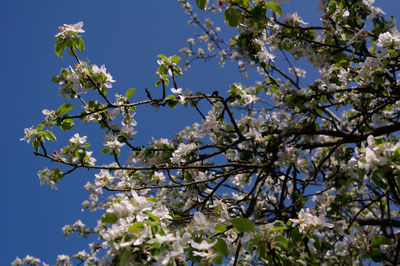 Low angle view of cherry blossom against blue sky