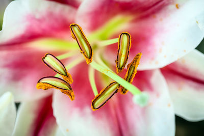 Close-up of pink flowering plant