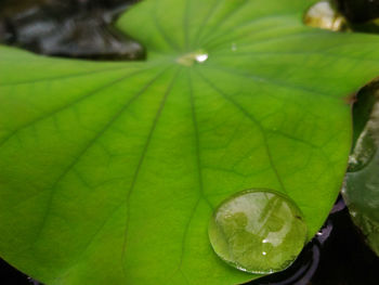 Close-up of wet leaves