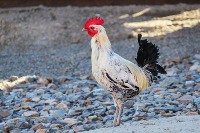 Rooster on field