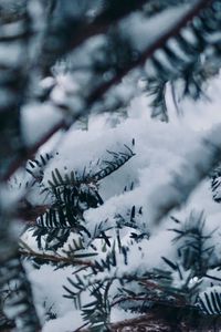 Close-up of pine tree during winter