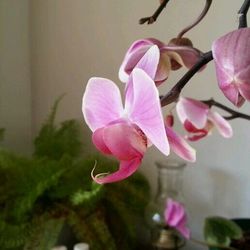 Close-up of pink flower