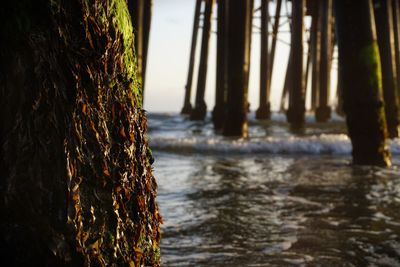 Close-up of tree trunks in sea