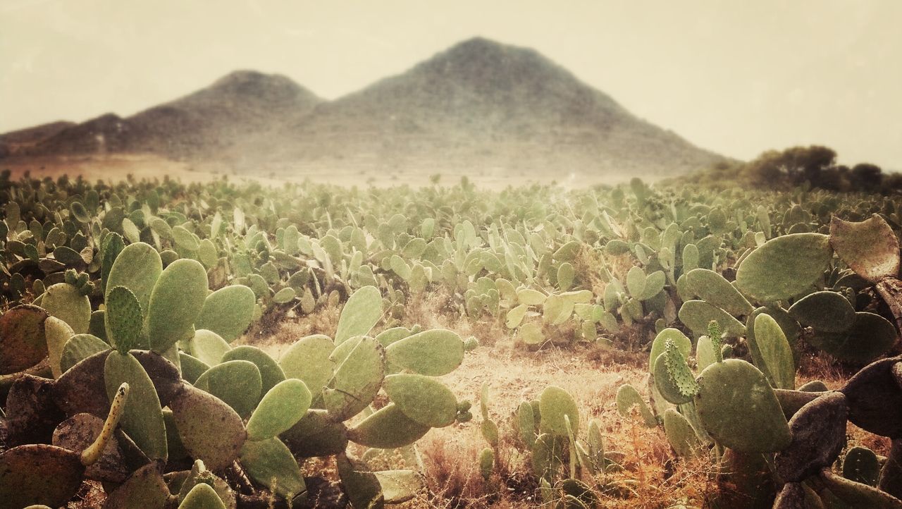 landscape, plant, tranquility, tranquil scene, growth, nature, field, beauty in nature, mountain, scenics, sky, agriculture, rural scene, cactus, day, growing, grass, outdoors, non-urban scene, remote