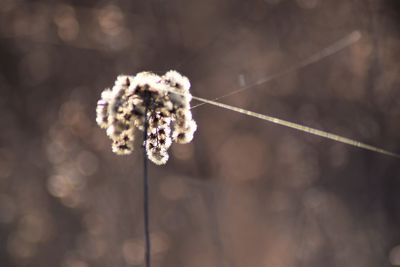 Close-up of wilted plant during winter