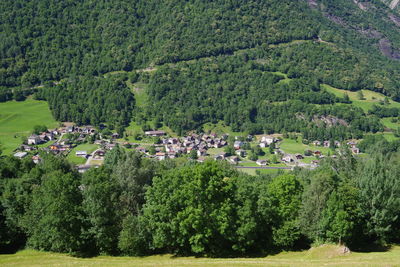 High angle view of trees and plants growing on field