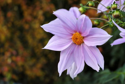Close-up of purple flower