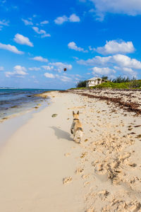 View of dog on beach