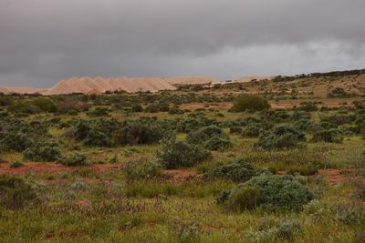 Scenic view of field against sky