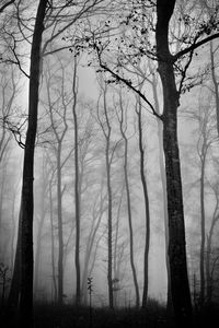 Sentimental scenery with branching trees in a misty forest