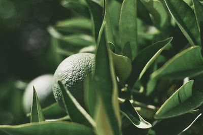 Close-up of limes growing on tree