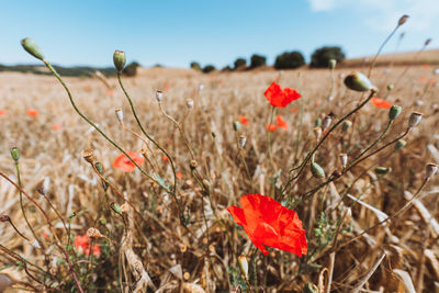 Close-up of red poppy flowers on field