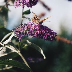 Close-up of insect on flower