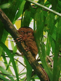 Portrait of a lizard on tree
