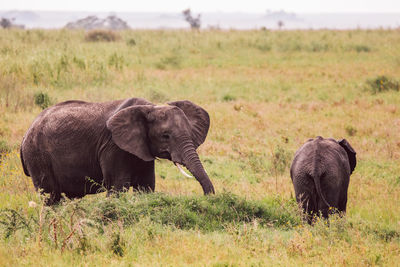 Elephant with cub on field