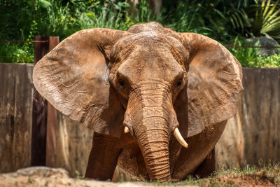 Elephant in a forest