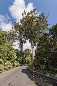 Road by trees against sky