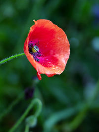 Close-up of wet red rose flower