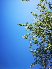 Low angle view of tree against blue sky