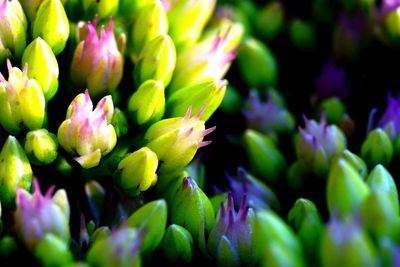 Full frame shot of pink flowers