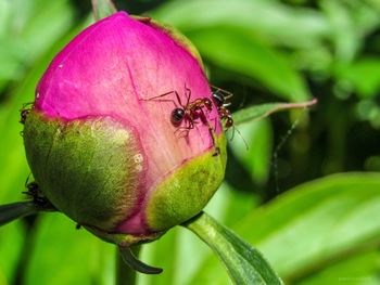 Close-up of insect on pink flower