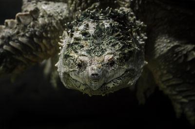 Close-up portrait of a turtle