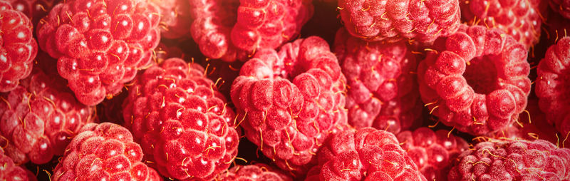 Banner of fresh raspberries close up. many berries of fresh raspberry. raspberries background