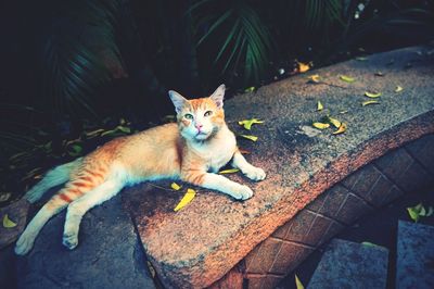 High angle portrait of cat relaxing outdoors