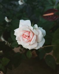 Close-up of white rose blooming outdoors