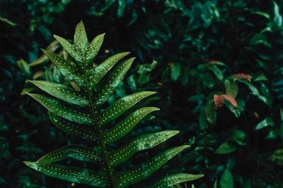 Close-up of wet plant