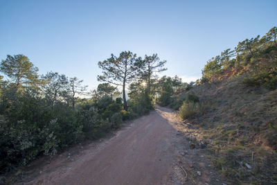 Dirt road amidst trees against clear sky