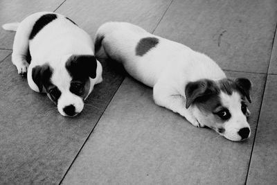 High angle view of puppies sitting outdoors