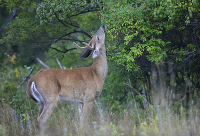 Side view of deer standing in forest