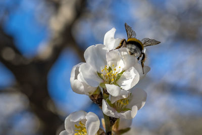 Close-up of bee on flower