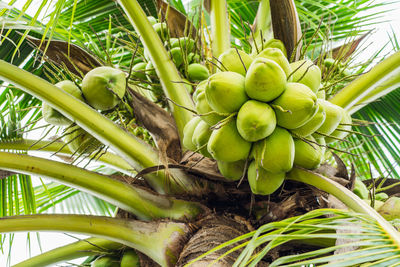 Close-up of fruits on tree