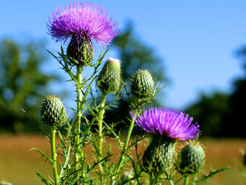 Close-up of purple thistle flowers