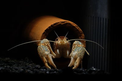 Close-up of crab in container